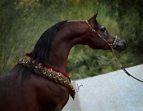 Image result for Famous Arabian Stallions