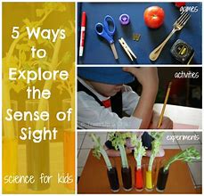 Image result for 5 Senses Sight Activities