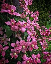 Image result for Small-Flowered Clematis