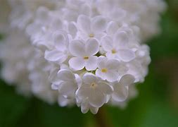 Image result for White Spring Flowers Blooming Right Now