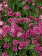 Bildergebnis für Astrantia major Milano