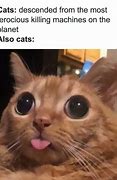 Image result for Dumb Cat Meme