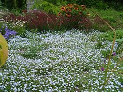 Image result for Isotoma fluviatilis