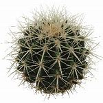 Image result for Desert Cactus PNG