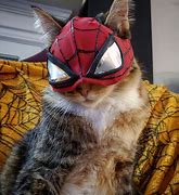 Image result for Spider Man and Cat Girl Drawing