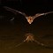 Image result for Scary Bat Pictures