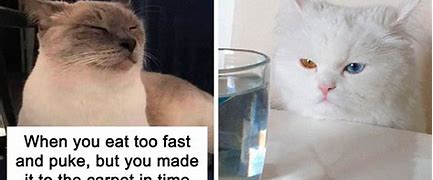 Image result for Old Funny Cat Memes