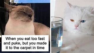 Image result for Actually Funny Cat Memes