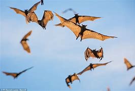 Image result for Flock of Bats