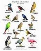 Image result for 10 Nombres de Aves. Size: 85 x 106. Source: dinosenglish.edu.vn