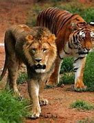 Image result for Tiger Next to Lion