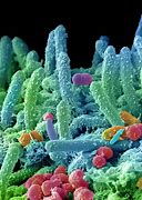 Image result for Germ Cells Under a Microscope