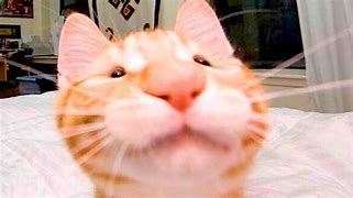 Image result for Happy Kitty Meme