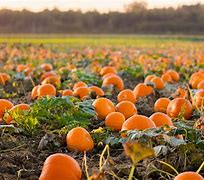 Image result for Pumpkin Picking Field