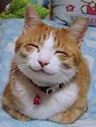 Image result for Yes We Happy Cat