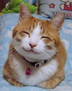 Image result for Picture of Happy Cat