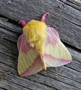 Image result for Pink and Yellow Moth