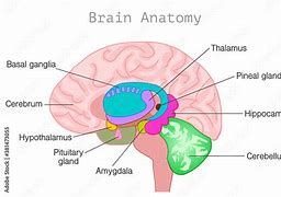 Image result for Amygdala and Pituitary Gland