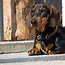 Image result for Dachshund Dog