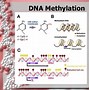 Image result for DNA Replication Helicase