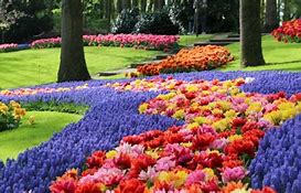 Image result for Holland Flower Festival