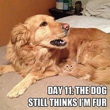Image result for Ginger Cat Dream Meme