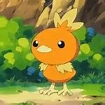 Image result for Torchic Biting Mudkip