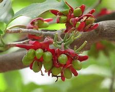 Image result for World's Most Poisonous Fruit
