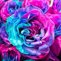 Image result for Pink Blue and Purple Flowers