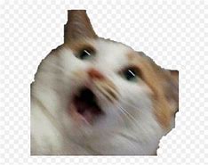 Image result for Scared Cat Face Meme