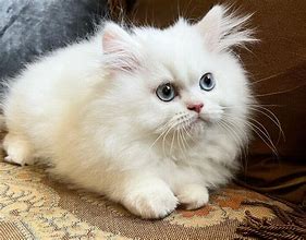 Image result for Persian Kittens