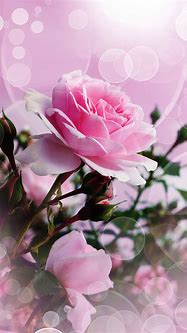 Image result for iPhone Wallpaper Pink Rose Flower