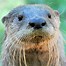 Image result for river otters diets