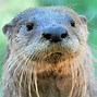 Image result for American River Otter