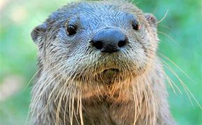 Image result for Otter Head