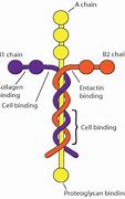 Image result for DRAWING PIC LAMININ