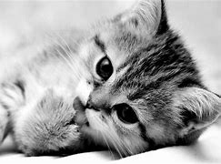 Image result for Funny Black and White Cat Pictures