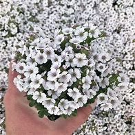 Gypsophila cerastioides に対する画像結果