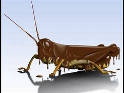 Image result for Insect in Chocolate