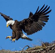 Image result for Eagle Sharp Claws