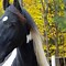 Image result for Beautiful Black Friesian Horse
