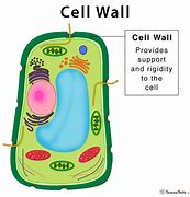 Image result for Cell Wall Biology