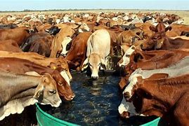 Image result for Botswana Cattle Drawing
