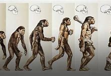 Image result for 200 Million Years Ago Humans