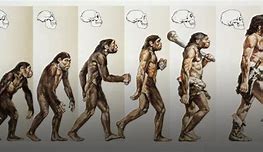 Image result for Evolution of Mankind Timeline