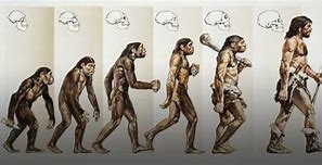 Image result for Evolution of Modern Humans