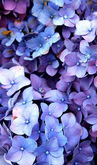 Image result for Blue Flower Phone Background