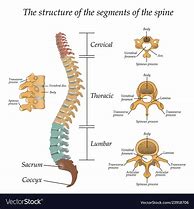 Image result for Human Spine Diagram Vertebrae