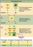 Image result for iPhone 12 Diagram