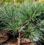 Pinus strobus Mary Butler に対する画像結果